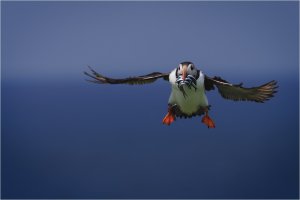 Puffin Coming into Land.jpg