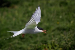 Arctic Tern.jpg