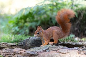 _MG_5461-DxO_DeepPRIME 3-2_bdr.jpg