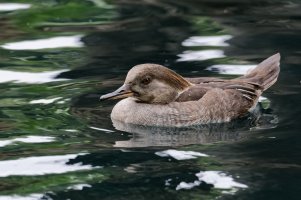 DSC_8417_DxO.jpg DSC_8417_DxO.jpg