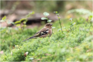 _MG_3670-DxO_DeepPRIME 3-3_bdr.jpg