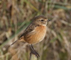 6L8A1146-DxO_Stonechat.jpg