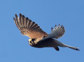 6L8A1315-DxO_Kestrel_flying_1.jpg