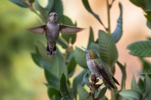 DSCN1455-Edit.jpg DSCN1455-Edit.jpg