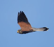 6L8A0521-DxO_Kestrel_flying-ls-ts.jpeg