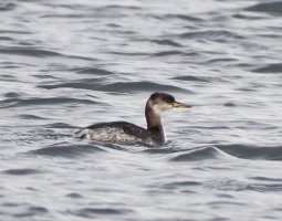 6L8A1584-DxO_Red_necked_Grebe.jpg