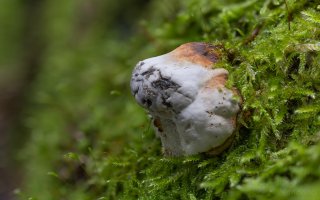 baumpilz mit moos 42.jpg