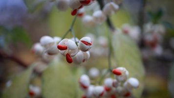  European spindle.jpg