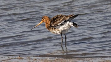black-tailed godwit .jpg