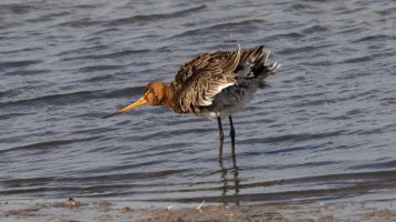 black-tailed godwit _02.jpg