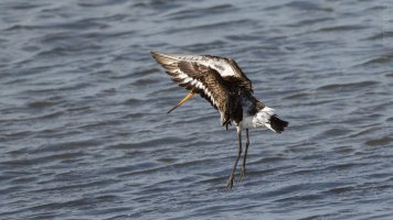 black-tailed godwit flight.jpg