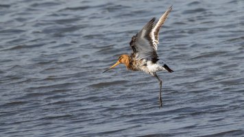 black-tailed godwit flight_02.jpg
