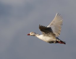 6L8A1917-DxO_juvenile_egyptian_goose_flying.jpg
