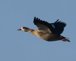 6L8A1927-DxO_egyptian_goose_flying.jpg