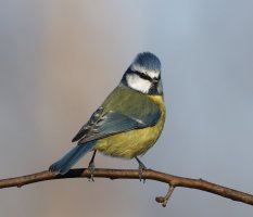 6L8A2100-DxO_Blue_Tit.jpg