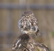 6L8A2355-DxO_little_owl_face_on1120mm.jpg