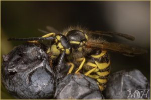 59894_Wasp dining on Berries.jpg