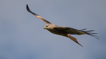 red kite BIF_02.jpg