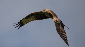 red kite BIF.jpg