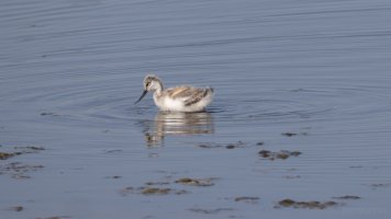 säbelschnäbler kid.jpg