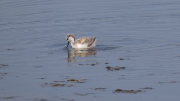 säbelschnäbler kid_02.jpg