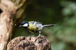 3R3A4128-DxO_Great_Tit_iso32K_1.jpg