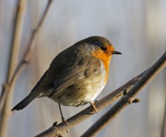 3R3A7024-DxO_Robin_Christmas_day_sht.jpg 3R3A7024-DxO_Robin_Christmas_day_sht.jpg