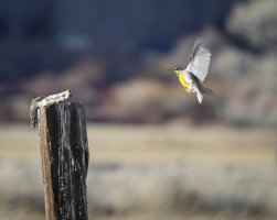 R5M22227-DxO_DeepPRIME XD2s.jpg