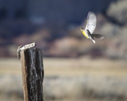 R5M22229-DxO_DeepPRIME XD2s.jpg