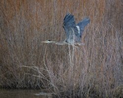 R5M21938-DxO_DeepPRIME XD2s.jpg