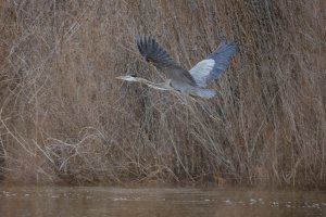 R5M21950-DxO_DeepPRIME XD2s.jpg