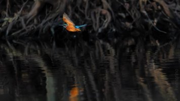 king fisher late afternoon.jpg