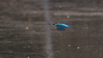 Eisvogel am morgen_02.jpg