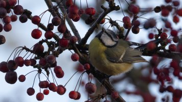 Blue tit and red berries_05.jpg