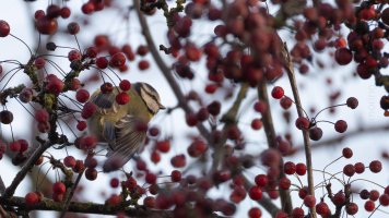 Blue tit and red berries_04.jpg