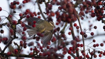 Blue tit and red berries_03.jpg