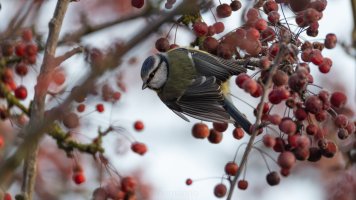 Blue tit and red berries_02.jpg