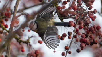 Blue tit and red berries.jpg