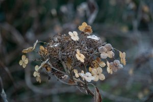 frosted stack 42.jpg frosted stack 42.jpg