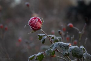 frosted stack 49.jpg frosted stack 49.jpg