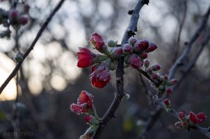 frosted stack 28.jpg frosted stack 28.jpg