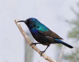 309A0891-DxO_palestine_sunbird_te copy 2.jpg