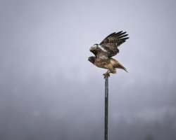 R5M23871-DxO_DeepPRIME XD2s.jpg