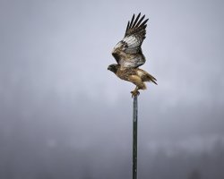 R5M23872-DxO_DeepPRIME XD2s.jpg