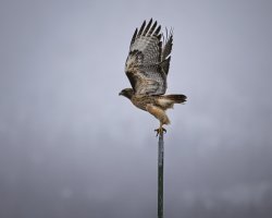 R5M23873-DxO_DeepPRIME XD2s.jpg