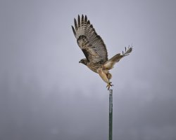 R5M23874-DxO_DeepPRIME XD2s.jpg