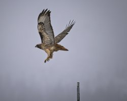 R5M23880-DxO_DeepPRIME XD2s.jpg