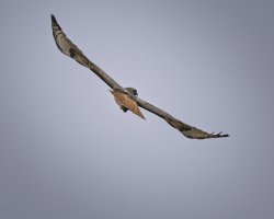 R5M23910-DxO_DeepPRIME XD2s.jpg