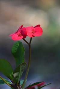 DSC_8511.jpg DSC_8511.jpg