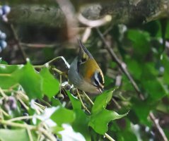 6L8A3341-DxO_Firecrest_beak_open_con-tden.jpeg